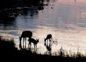 deer-drinking-at-sunset